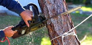 Best Tree Disease Treatment  in Brass Castle, NJ