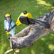 Best Tree Preservation Services  in Brass Castle, NJ