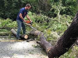 Best Lot and Land Clearing  in Brass Castle, NJ