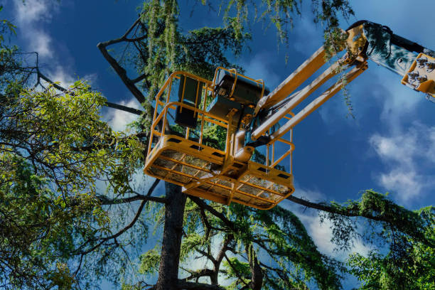Best Tree Trimming and Pruning  in Brass Castle, NJ