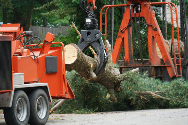 Best Tree Removal  in Brass Castle, NJ
