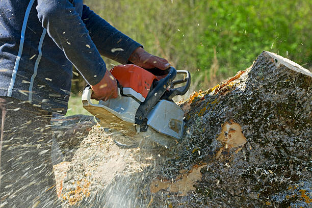 Best Fruit Tree Pruning  in Brass Castle, NJ
