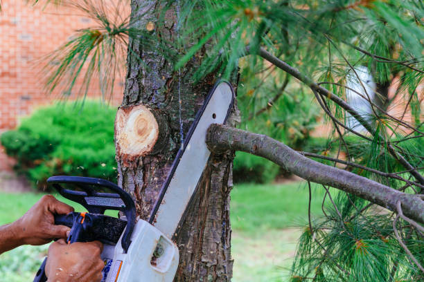 Trusted Brass Castle, NJ Tree Removal Experts
